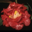Nina West Variegated
